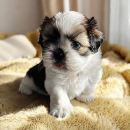 AKC-Lola - Tricolor Shih Tzu puppy in Mooresville, North Carolina from Juji Shih Tzu