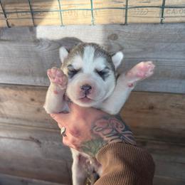 Boy 1 - Sable and white male Siberian Husky puppy in Iron River, Wisconsin from Wiemeri Siberians