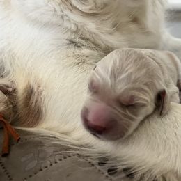 Boy 2 - Golden male Golden Retriever puppy in Gastonia, North Carolina from Crowders Creek Goldens
