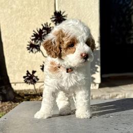 Boy 1 - Parti male Goldendoodle puppy in San Diego, California from Goldendoodles & Poodles of San Diego
