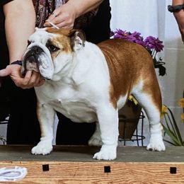 Scarlett - Bulldog
