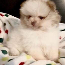 Little Mister - Chocolate parti male Pomeranian puppy in Burton, Michigan from Ranger's Pomeranians