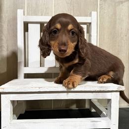 Cupcake - Chocolate and tan female Dachshund puppy in Maidsville, West Virginia from L&B Lowriders