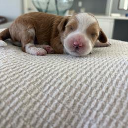 Michelangelo - Red  male Goldendoodle puppy in Brooksville, Florida from Abby’s Standard Goldendoodles