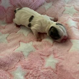 Girl - Blue female Boston Terrier puppy in Charleston, West Virginia from Mountain Momma Bostons