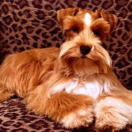 Tempest - Miniature Schnauzer