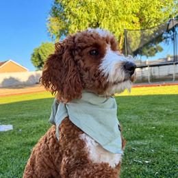 Topper - Goldendoodle