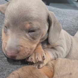 Rico - Fawn (isabella) and tan male Dachshund puppy in Ogden, Utah from Ollie'n'Nara