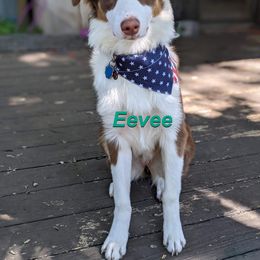 Australian Shepherd All Grown Up from LL Farm Australian Shepherds