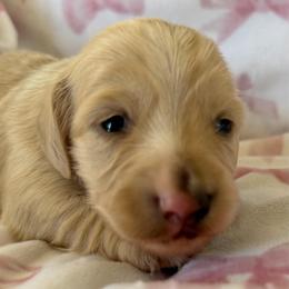 Avery - Cream female Dachshund puppy in Griffin, Georgia from Always Trippin' Doxie Life