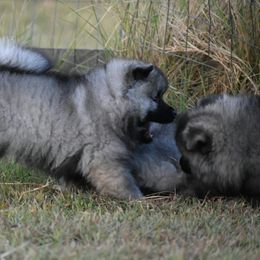 Keeshond Puppies from StarStruck Keeshonden