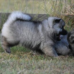 Keeshond Puppies from StarStruck Keeshonden
