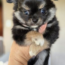 Theo - Black and tan male Chihuahua puppy in Xenia, Ohio from Moose Creek Chihuahua's