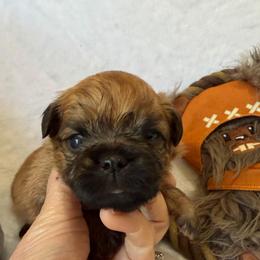 Yoda - Red male Brussels Griffon puppy in Seneca, Missouri from Stephanie’s Puppy Colony