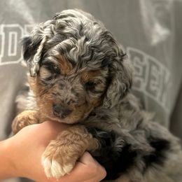 Miso - Blue merle male Aussiedoodle puppy in Chattanooga, Tennessee from Leafy Acre Mini Farm