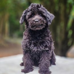 Swannie - Black and white female Aussiedoodle puppy in Centreville, Mississippi from Trin's Designer Doodles