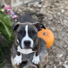 Boy 3 - American Staffordshire Terrier puppy in California from Intermountain American Staffordshire Terriers