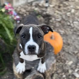 Boy 3 - American Staffordshire Terrier puppy in California from Intermountain American Staffordshire Terriers