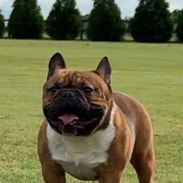 Ripli - French Bulldog