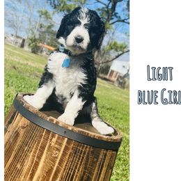 Sheepadoodle Puppies from E & M Doodles