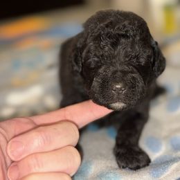 Goldendoodle and Poodle Puppies from Southern Stroll Poodles & Doodles