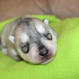 Lime - Gray and white male Siberian Husky puppy in Le Sueur, Minnesota from Tevana Siberians LLC
