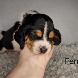Fern - Black brown and white male Basset Hound puppy in Mack's Creek, Missouri from Mack's Creek Basset Hounds