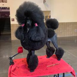 Poodles from Hiro's Poodles