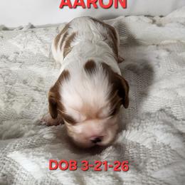 AKC AARON - Blenheim male Cavalier King Charles Spaniel puppy in Joplin, Missouri, Missouri from HOL-A-DA CAVALIERS