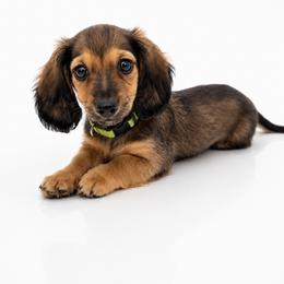 William - Sable male Dachshund puppy in Illinois from William Rotsaert