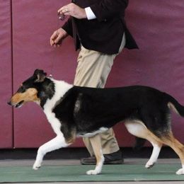 Collies and Pembroke Welsh Corgis from Dunnideer Farm