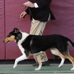 Collies and Pembroke Welsh Corgis from Dunnideer Farm