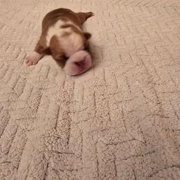 Boy 1 - Red male Boston Terrier puppy in Walhalla, South Carolina from Dixies  southern  bostons