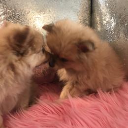 Pomeranian Puppies from Regal Poms