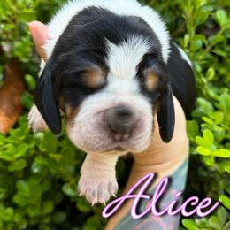 Basset Hound Puppies from Kara Bellow