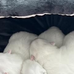 Japanese Spitz Puppies from Mika Japanese Spitz