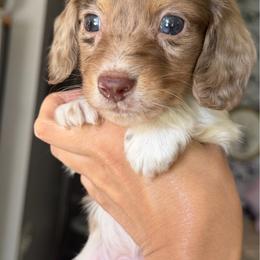 Spot - Piebald male Dachshund puppy in Menifee, California from The Weenie Hut Doxies