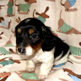 AKC Mavis - Black and tan female Dachshund puppy in Indiana from Dani’s Darling Doxies