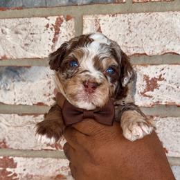 Crunch - Chocolate merle male Bernedoodle puppy in Richmond, Texas from Harper’s Heartbeats