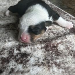 Ollie - Black and tan male Pembroke Welsh Corgi puppy in Saratoga, Wyoming from Maria's Pembroke Welsh Corgis