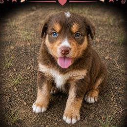 Martina- Red Tri - Red tri-color female Australian Shepherd puppy in Hugo, Colorado from Frying Pan Ranch Australian Shepherds