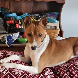 Iceman - Basenji