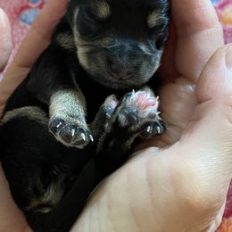 Miniature Schnauzer Puppies from Simplicity Schnauzers