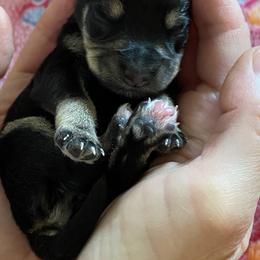 Miniature Schnauzer Puppies from Simplicity Schnauzers