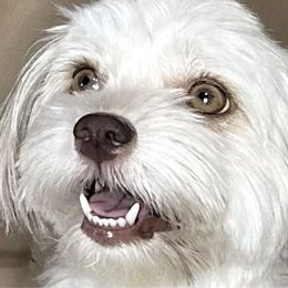Reagan - Havanese