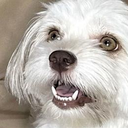 Reagan - Havanese