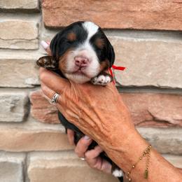 Baxter - Tri-color male Bernedoodle puppy in Weston, Idaho from Berne n Doodles