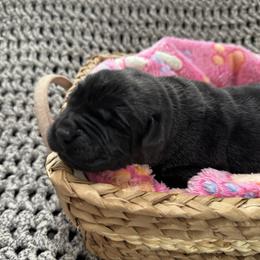 Black Female 1 - Black female Labrador Retriever puppy in Lagrange, Ohio from SKI Labradors