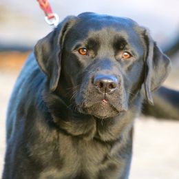 Labrador Retrievers from Cribstone Labradors