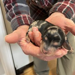 Apollo - Dapple male Dachshund puppy in Pleasant Garden, North Carolina from Milky Way Miniature Dachshunds
